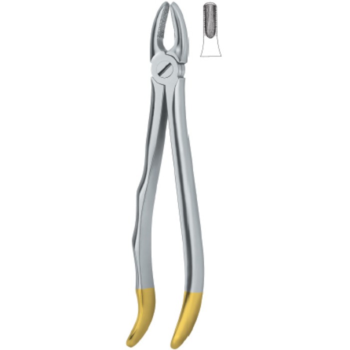 Incisors and cuspids 1